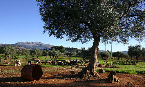 Ronda, Farmland